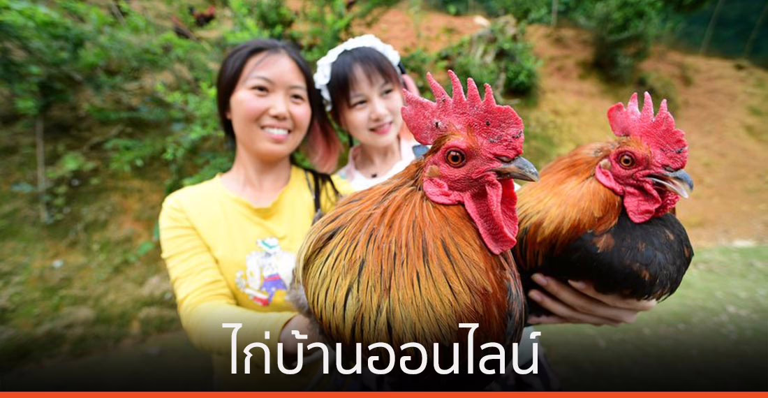 ‘ไก่บ้านออนไลน์’ สร้างรายได้งดงามให้สาวกุ้ยโจว ท่ามกลางโควิด-19