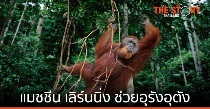 องค์การกองทุนสัตว์ป่าโลกสากล-อินโดนีเซีย ใช้ AWS ช่วยลิงอุรังอุตัง