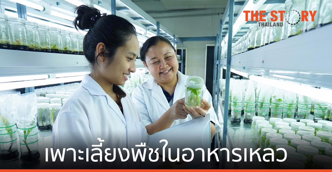 ไบโอเทค พัฒนา “ระบบเพาะเลี้ยงพืชในอาหารเหลว”