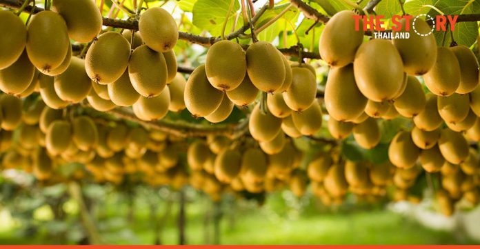 Zespri selects SAP cloud solutions in multi-year deal