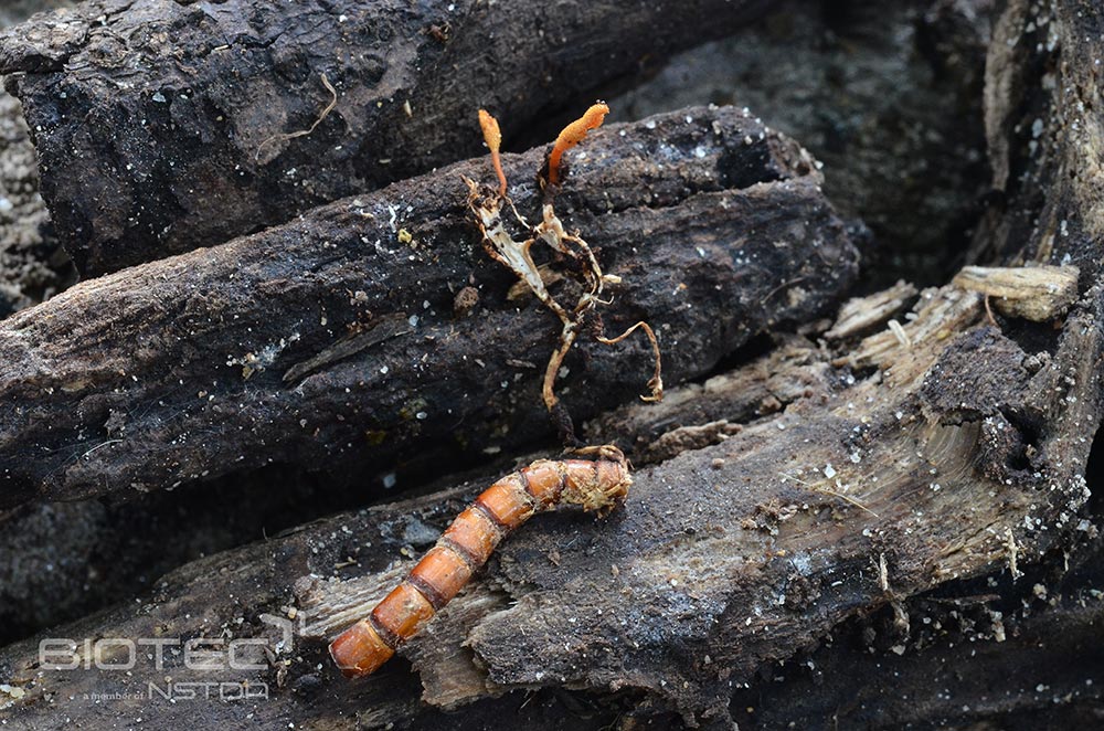 ไบโอเทค-สวทช. พบราแมลงชนิดใหม่ของโลก 47 สายพันธุ์