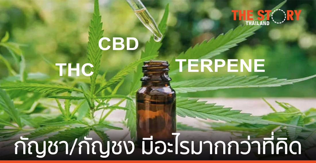 กัญชา/กัญชง มีอะไรมากกว่าที่คิด