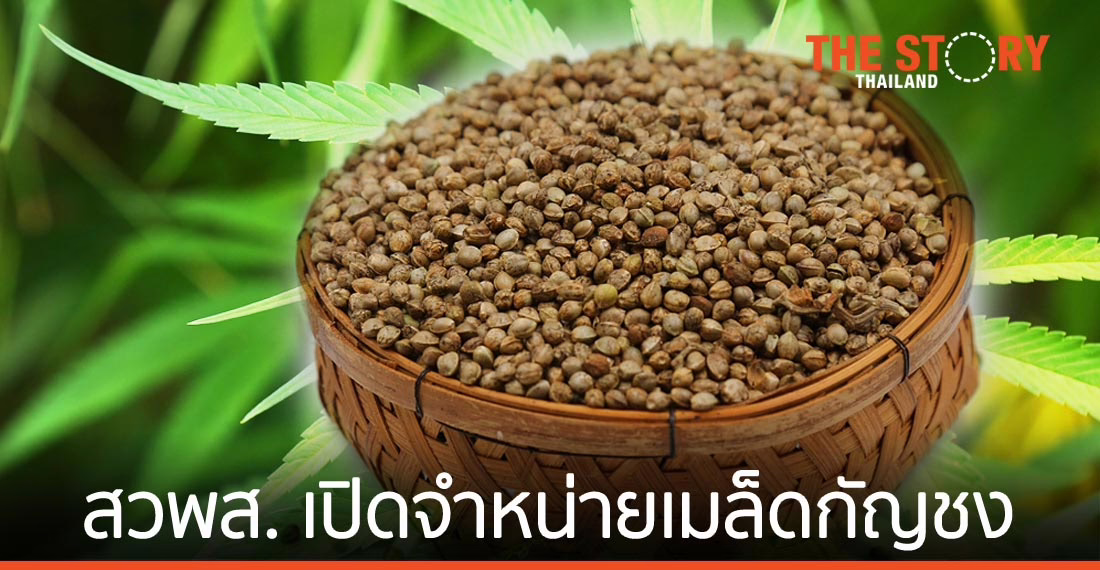 สวพส. เปิดจำหน่ายเมล็ดกัญชง สนับสนุนการวิจัยและพัฒนาพืชเศรษฐกิจใหม่