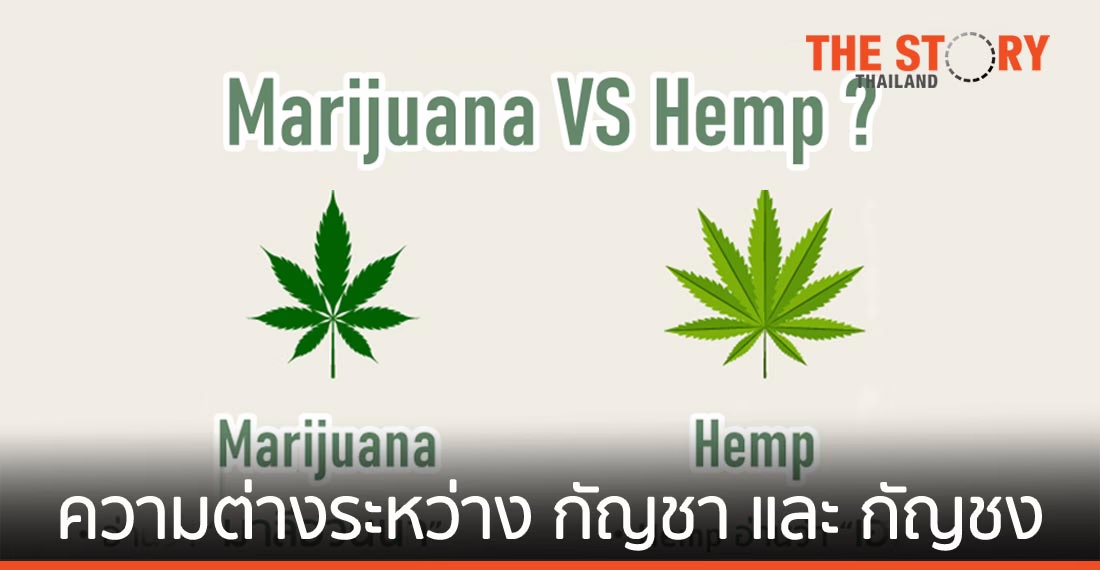 ความแตกต่างระหว่าง กัญชา และ กัญชง