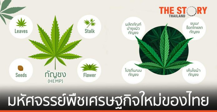 กัญชง มหัศจรรย์พืชเศรษฐกิจตัวใหม่ของไทย
