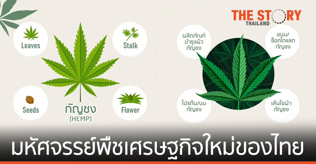 กัญชง มหัศจรรย์พืชเศรษฐกิจตัวใหม่ของไทย
