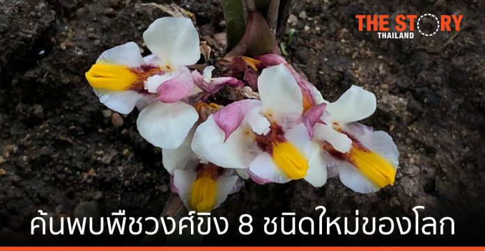 นักวิชาการไทย ค้นพบพืชวงศ์ขิง 8 ชนิดใหม่ของโลก