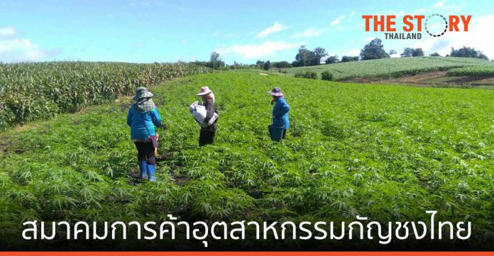 เปิดตัว สมาคมการค้าอุตสาหกรรมกัญชงไทย ขับเคลื่อนกัญชง สู่พืชเศรษฐกิจใหม่ของไทย