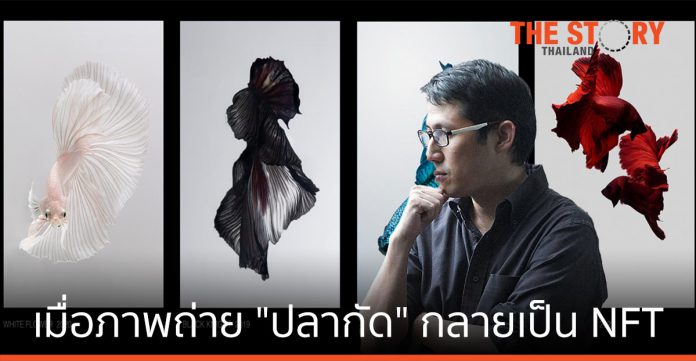 เมื่อภาพถ่าย “ปลากัด” กลายเป็น NFT