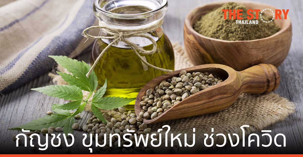 กัญชง ขุมทรัพย์ใหม่ ธุรกิจไทยช่วงยุคโควิด