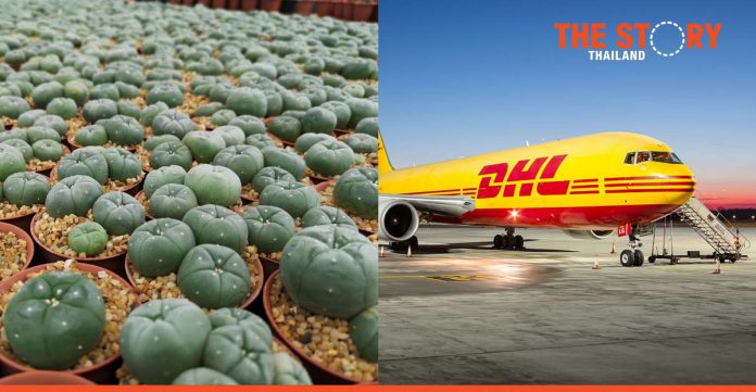 DHL Express Thailand launches next-day cactus export service to Singapore, Indonesia, Vietnam and Cambodia