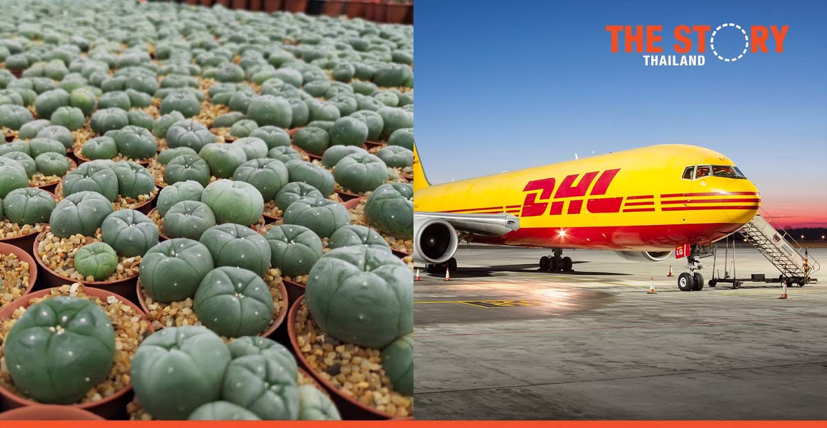 DHL Express Thailand launches next-day cactus export service