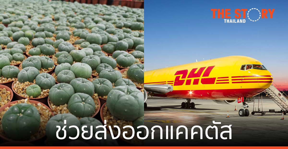 ดีเอชแอล ช่วยส่งออกกระบองเพชร (แคคตัส) รับเทรนด์ฮิตปลูกต้นไม้ช่วงล็อกดาวน์