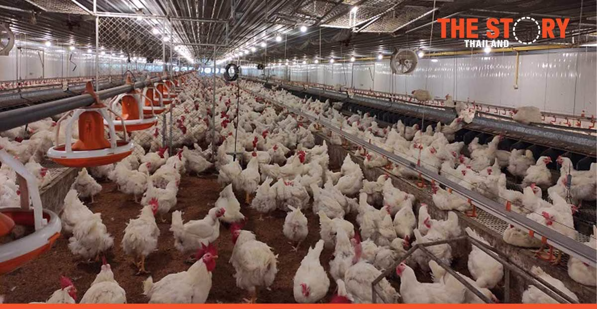 CP Foods humane farming model with animal welfare innovations