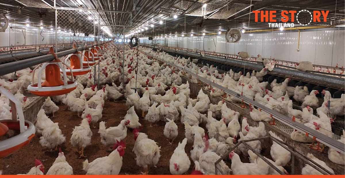 CP Foods humane farming model with animal welfare innovations