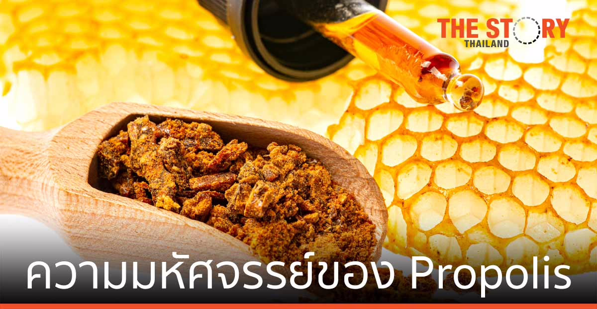 ความมหัศจรรย์ของ Propolis – โพรโพลิส กาวผึ้งที่ไม่ได้มีดีแค่ความเหนียว และความหวาน