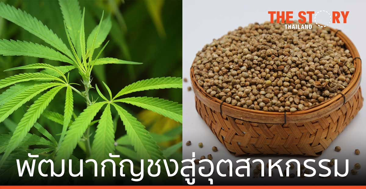 สวพส. ผนึกสวก. และ สพว. พัฒนากัญชงสู่อุตสาหกรรม