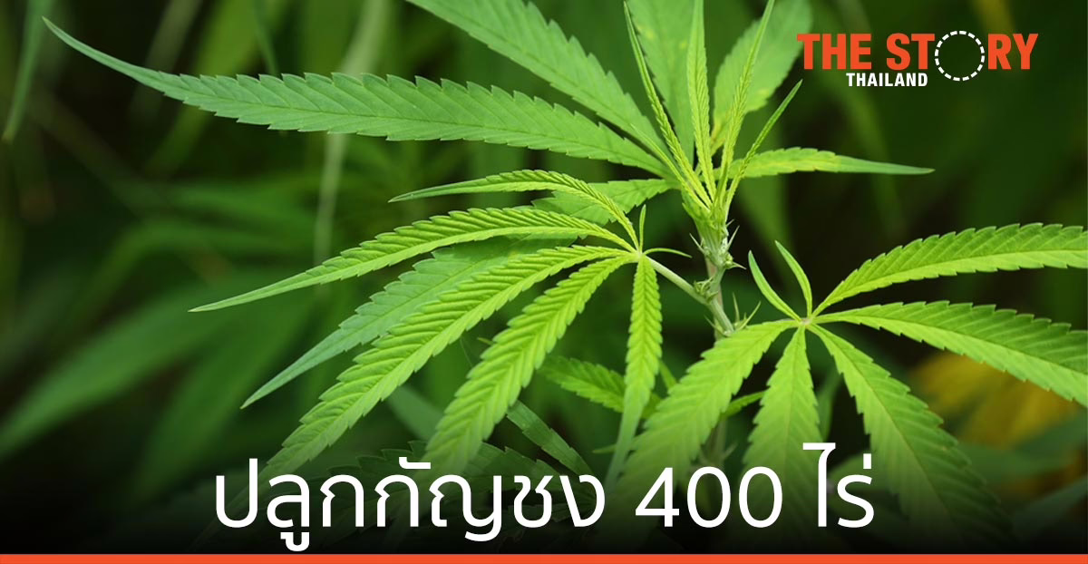 NRF–GTH ผนึกกำลัง มข. เป็นเจ้าแรกปลูกกัญชงของประเทศ กว่า 400 ไร่