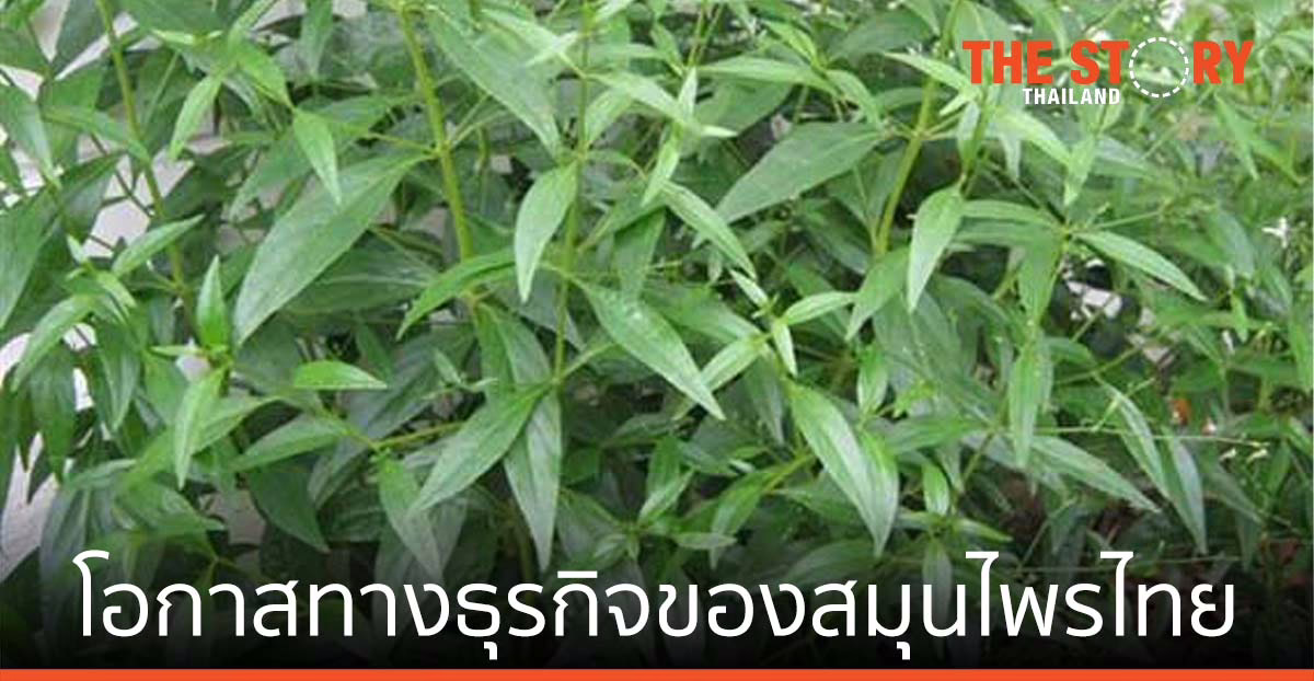 ฟ้าทะลายโจร โอกาสทางธุรกิจของสมุนไพรไทย