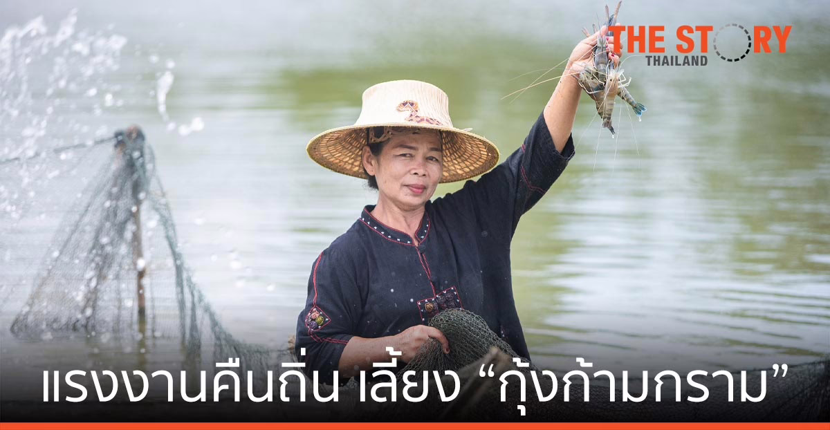 เกษตรกรผู้เลี้ยงกุ้งกาฬสินธุ์ รับแรงงานคืนถิ่น เลี้ยง “กุ้งก้ามกราม” ส่งแม็คโครทั่วอีสาน