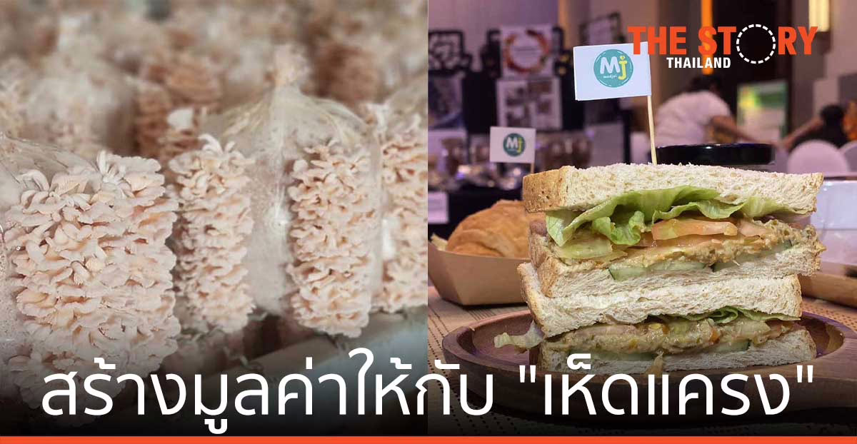 พาณิชย์ ชวนชาวใต้สร้างมูลค่า “เห็ดแครง” รับเทรนด์โปรตีนจากพืช