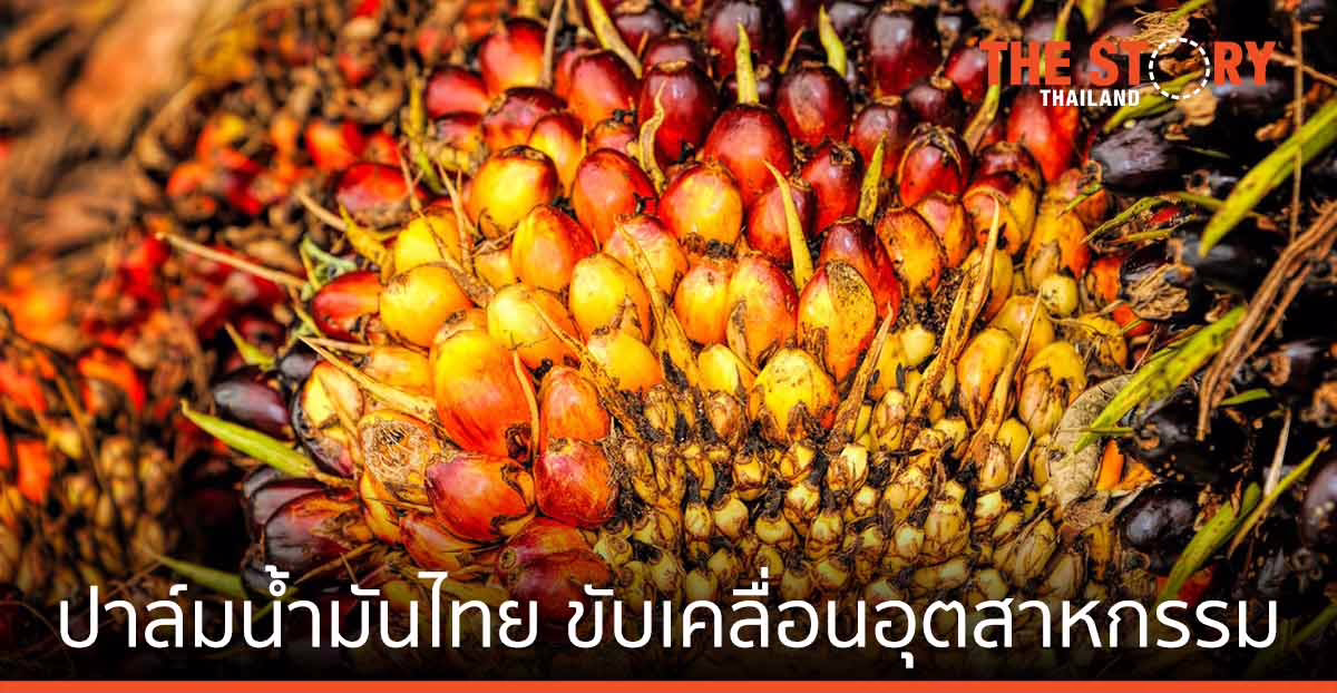 ปาล์มน้ำมันไทย ถึงเวลาขับเคลื่อน การพัฒนาอุตสาหกรรม