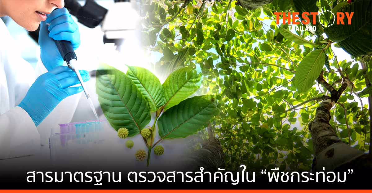 เมอร์ค เสิร์ฟสารมาตรฐาน ตรวจสารสำคัญใน “พืชกระท่อม”