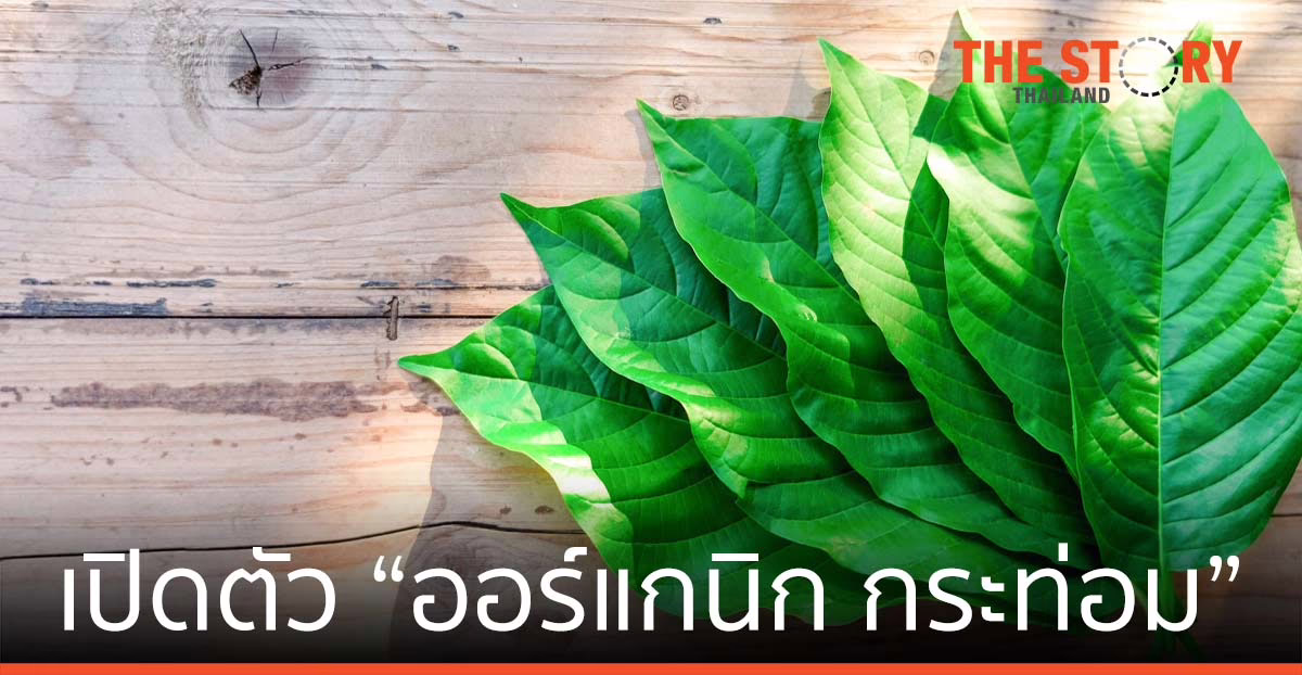 “ออร์แกนิก กระท่อม” เตรียมพร้อมสู่อุตสาหกรรมพืชกระท่อมของโลก