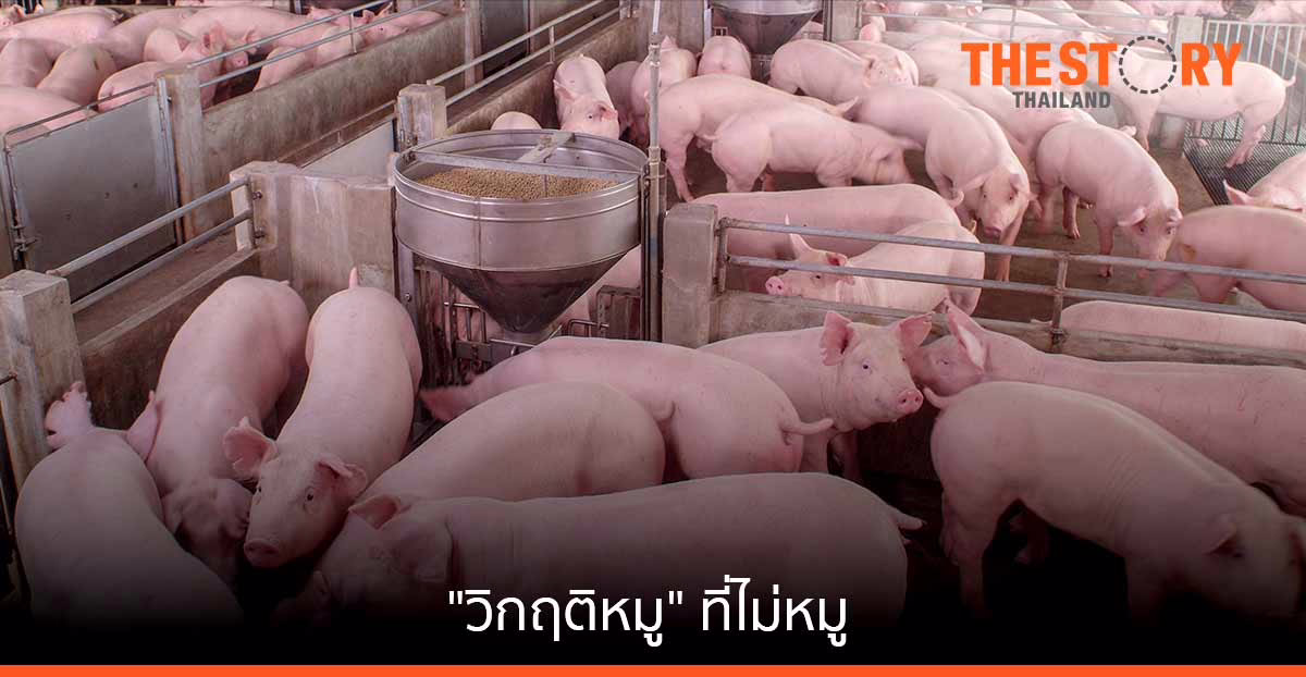 ไขความจริง “วิกฤติหมู” ที่ไม่หมู