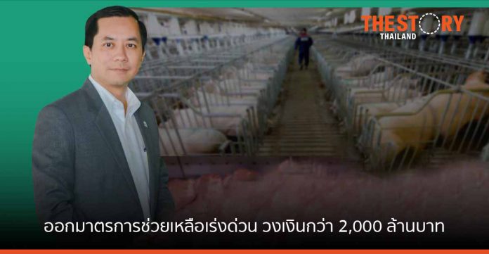 กสิกรไทย ออกมาตรการช่วยฟาร์มหมูและผู้ค้า จากวิกฤตหมูแพง วงเงินกว่า 2,000 ล้านบาท