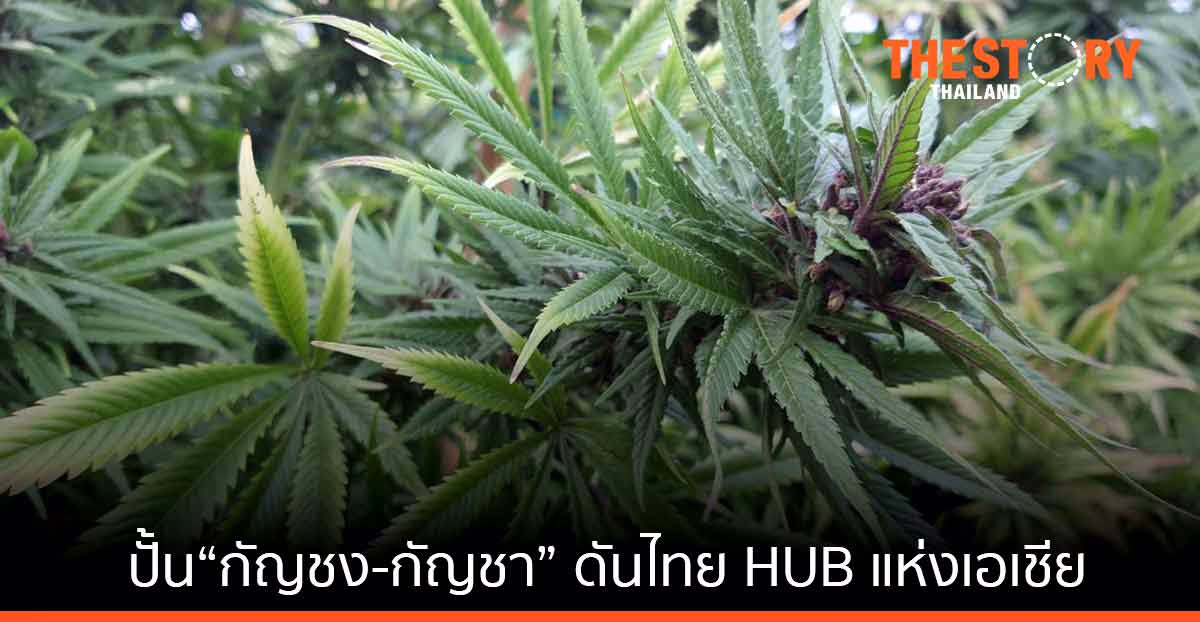 Geneomics Global ระดมนักวิจัยระดับโลกร่วมปั้น“กัญชง-กัญชา”