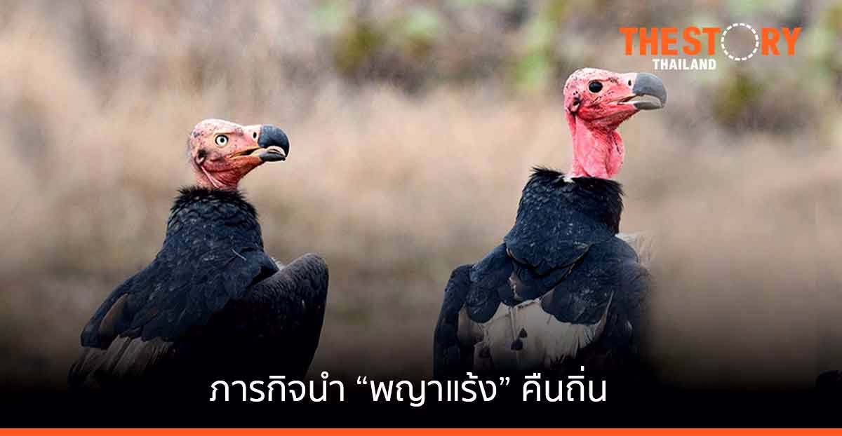 ภารกิจนำ “พญาแร้ง” คืนถิ่น