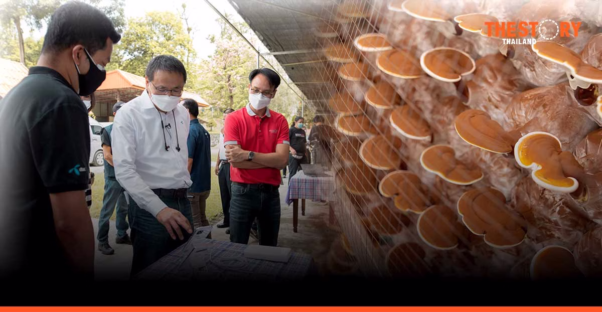 dtac, Chaipattana and NECTEC Reveal Major Breakthrough on Lingzhi Cultivation via 5G on 700 MHz