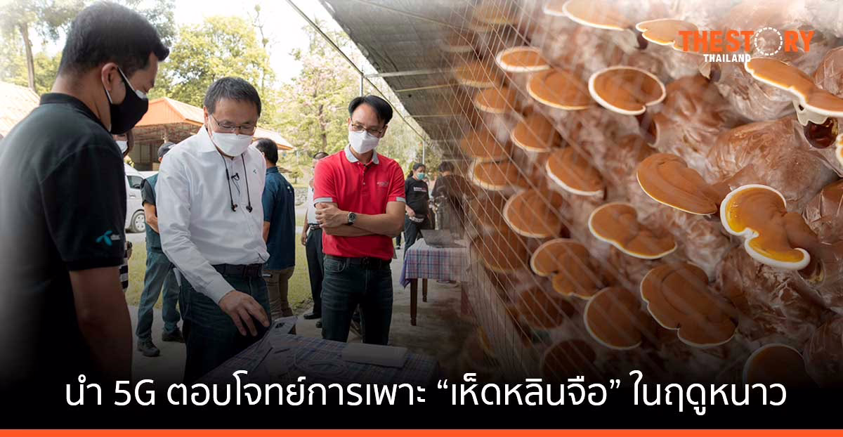 ดีแทค-มูลนิธิชัยพัฒนา-เนคเทค นำ 5G ตอบโจทย์การเพาะ “เห็ดหลินจือ” ในฤดูหนาวสำเร็จ เพิ่มรายได้เกษตรกรในพื้นที่อากาศหนาวเย็น