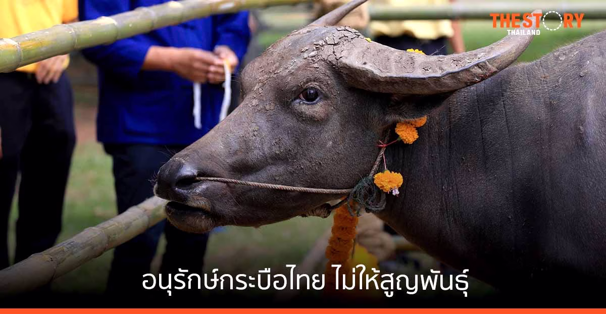 อนุรักษ์กระบือไทย ไม่ให้สูญพันธุ์