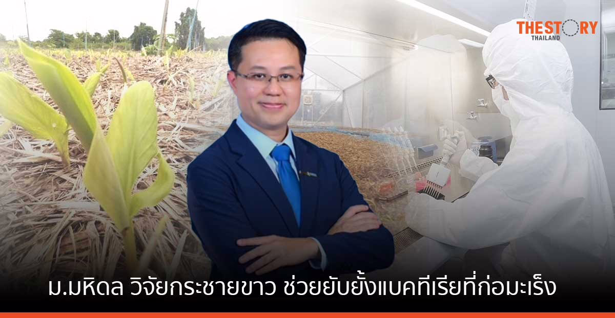 ม.มหิดล วิจัยกระชายขาว ช่วยยับยั้งแบคทีเรียที่ก่อมะเร็งกระเพาะอาหาร เตรียมบุกตลาดโลก