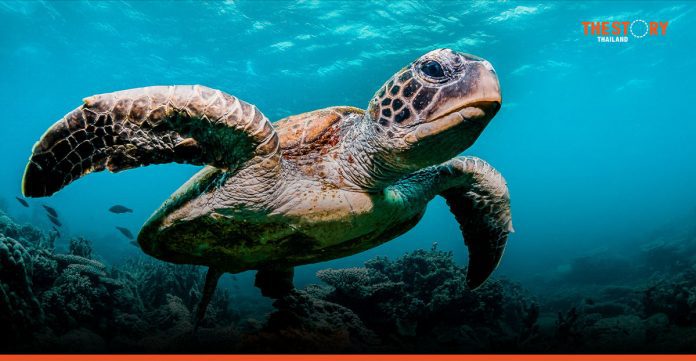 SAS seeks crowd-driven AI to protect endangered sea turtles in Galapagos