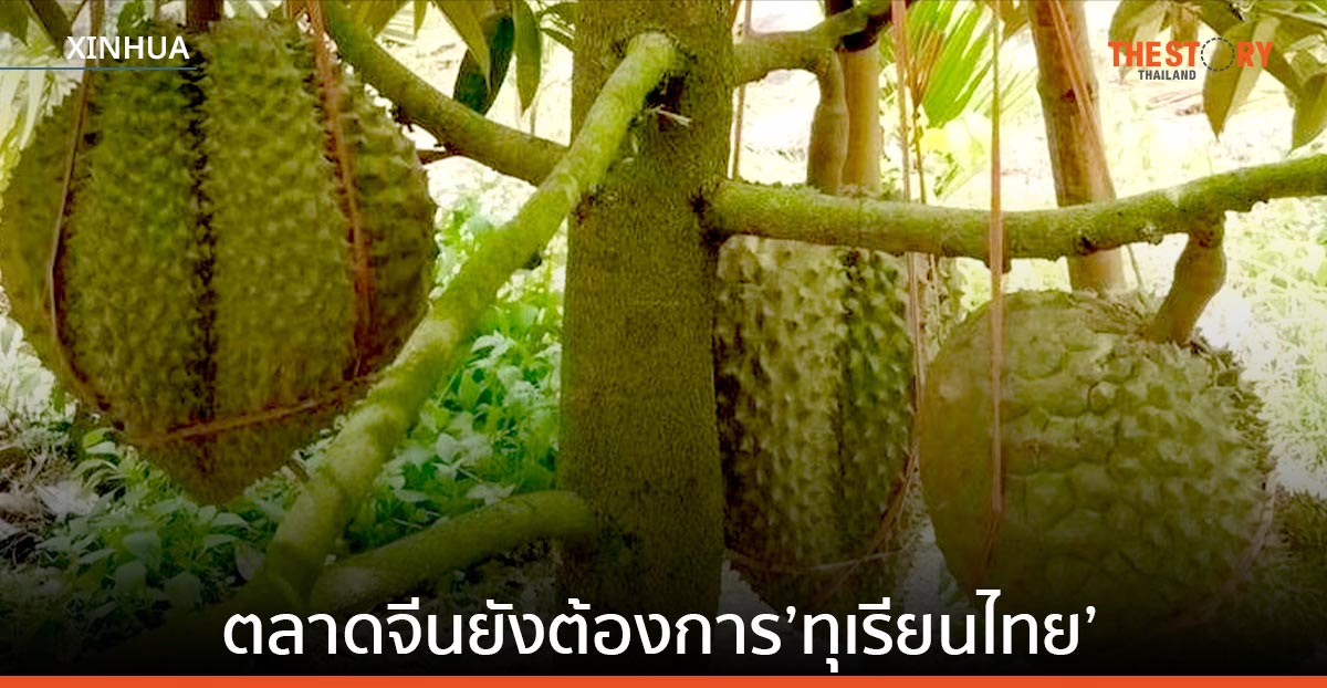 คนวงในธุรกิจชี้ ตลาดจีนยังต้องการ ‘ทุเรียนไทย’ แม้ทุเรียนไหหลำวางตลาด