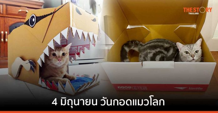 4 มิถุนายน วันกอดแมวโลก กับเหตุผลทำไมแมวชอบเล่นกล่องไปรษณีย์