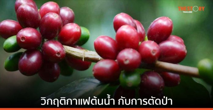 'Climate Change' ความท้าทายครั้งใหญ่ของกาแฟไทย