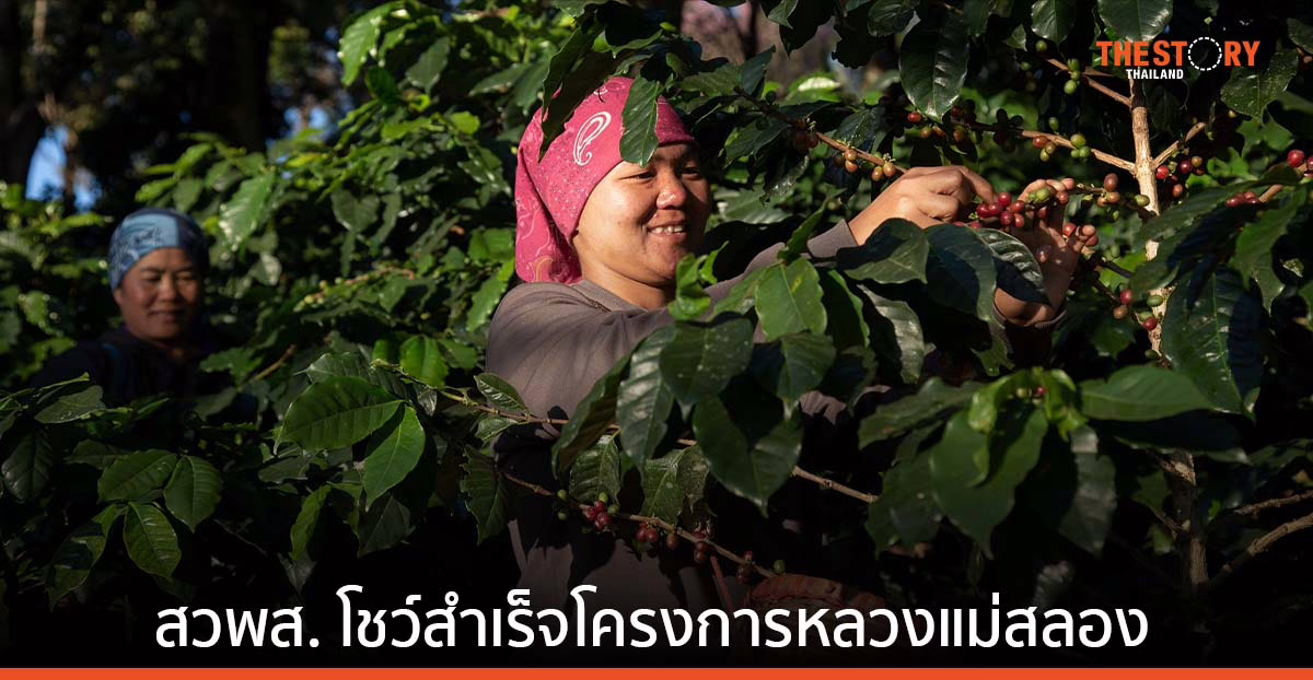 สวพส. โชว์สำเร็จโครงการพัฒนาพื้นที่สูง โครงการหลวงแม่สลอง ด้วยการปลูกกาแฟอาราบิกาใต้ร่มเงาไม้