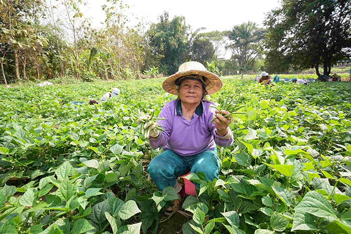 ถั่วพุ่ม-พืชมูลค่าสูงที่ช่วยเพิ่มรายได้ให้ชุมชนแจ้ห่ม