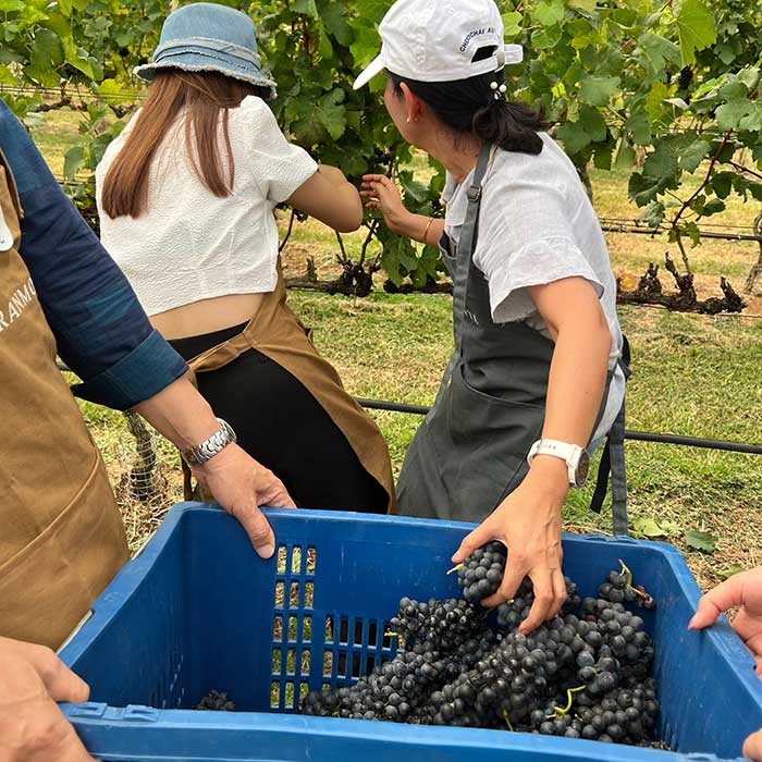 GranMonte Vineyard and Winery 