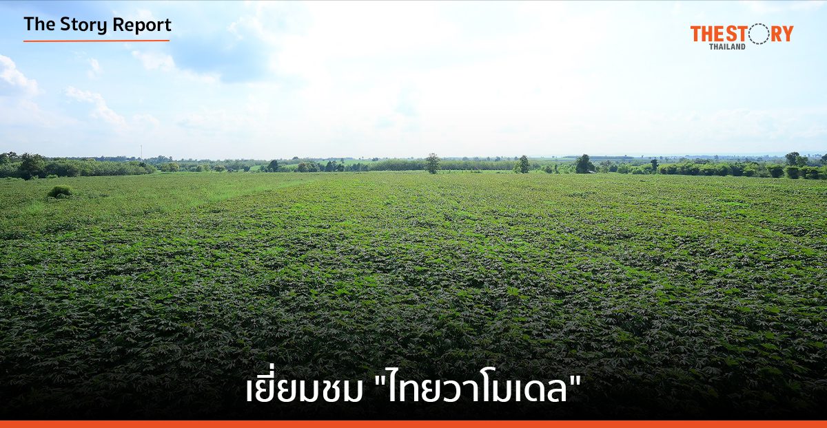 เยี่ยมชม “ไทยวาโมเดล” ณ ไร่มันสำปะหลัง มาตรฐาน FSA อ.โนนสะอาดจ.อุดรธานี