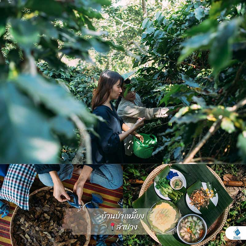 บ้านป่าเหมี้ยง จ.ลำปาง