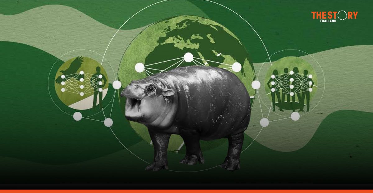 MIT launches Moodeng AI Challenge for nature connection