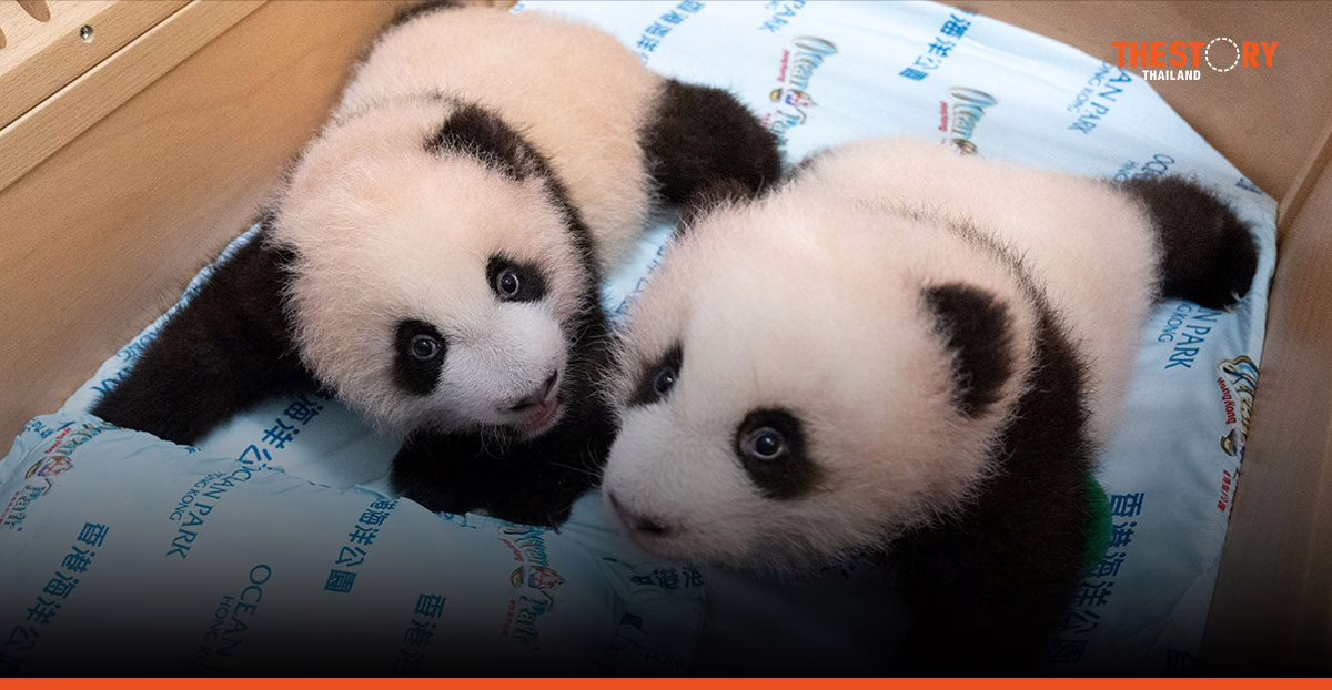 โอเชี่ยนปาร์ค ฮ่องกง ต้อนรับลูกแพนด้าแฝด เปิดตัวโซนใหม่ธีมแพนด้า ฉลองตรุษจีน