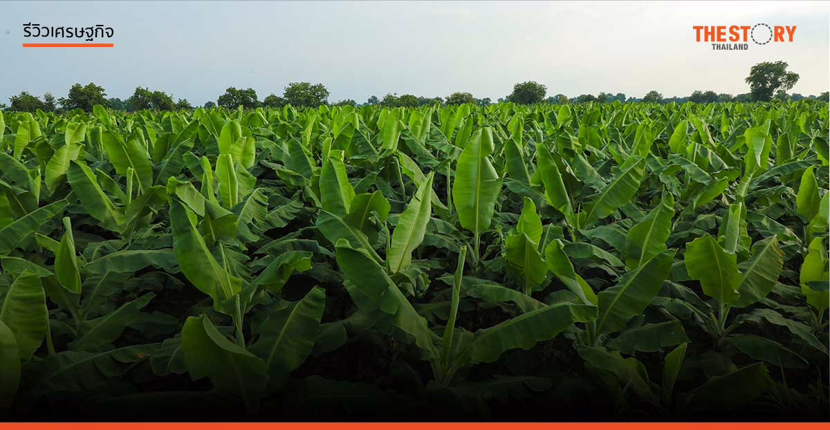ปลูกกล้วยแทนปลูกข้าว ..คิดได้