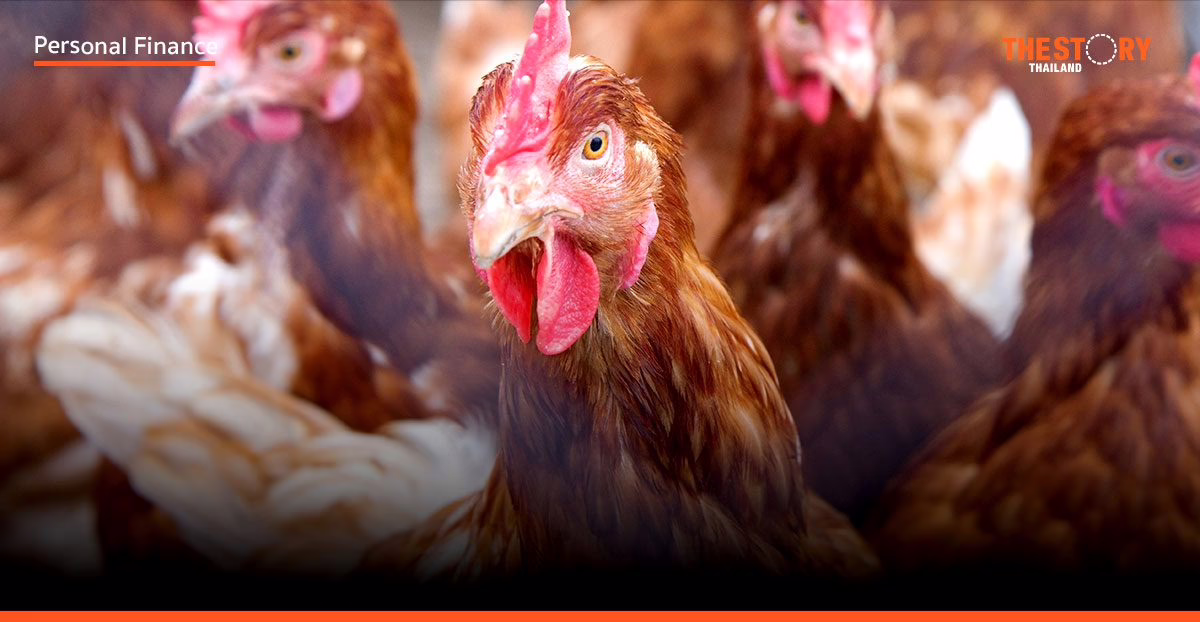 คนไทยวันนี้ เฉกเช่นไก่ในเข่ง!!