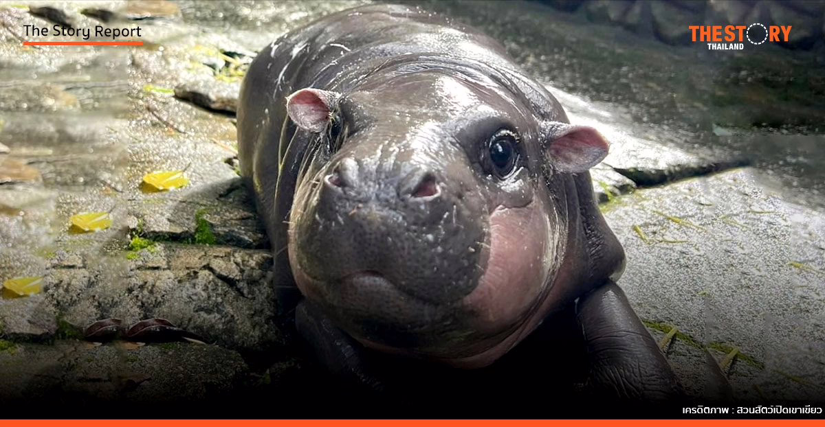 ปรากฏการณ์ ‘หมูเด้ง’: จากไวรัลสะเทือนโลก สู่ความหวังของการอนุรักษ์ในยุคดิจิทัล